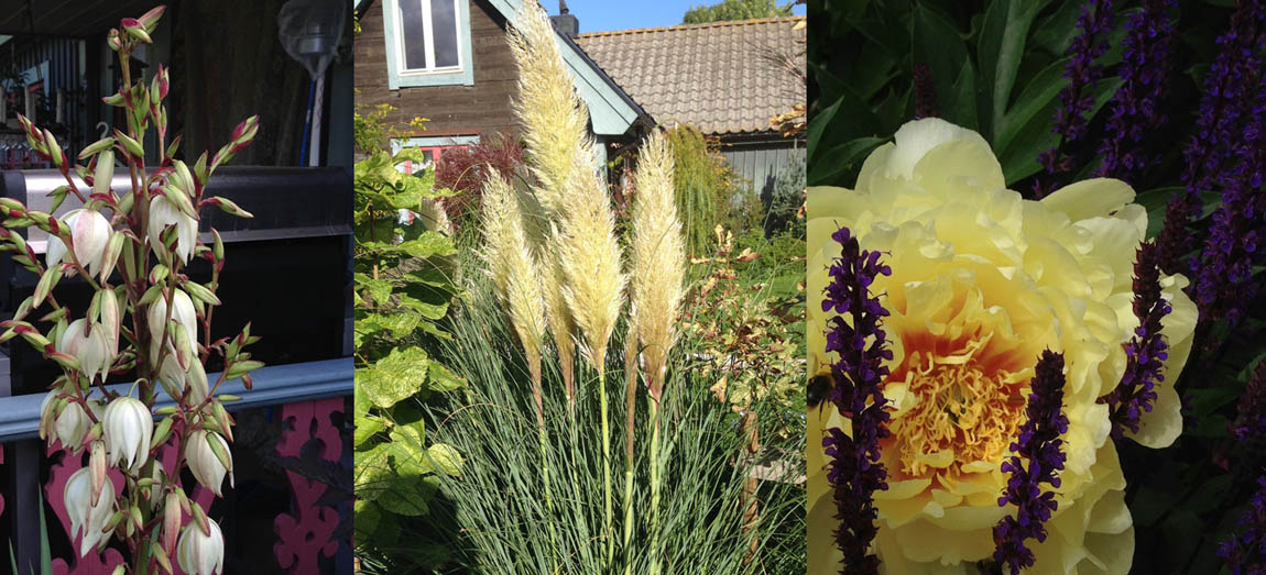 Perenner på Thurgården